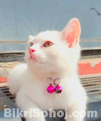 Odd Eye cat for sale